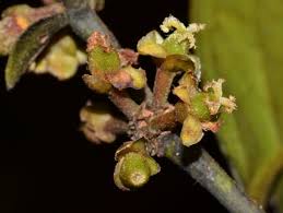 Image result for Chaetocarpus