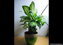 9 Deadly House Plants Photos