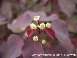 Image result for Euphorbia cotinifolia