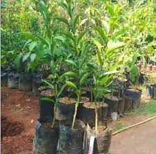 Koleksi bibit tanaman buah kami lebih dari 100 jenis dan akan terus bertambah seiring bertambahnya bibit tanaman buah unggul yang berhasil di kembangkan dan di. Tempat Jual Bibit Tanaman Buah Buahan Terlengkap Samudrabibit Com
