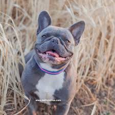 Find french bulldogs & puppies for sale across australia. French Bulldog Coat Colors Nw Frenchies Breeder In Washington State Northwest Frenchies