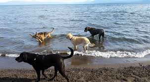 dog friendly things to do in lake tahoe