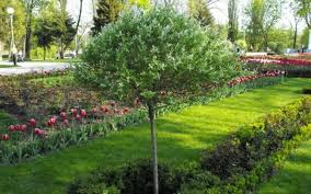 Baume Fur Kleine Garten Weide Idee Tulpen Hecken Pflanzen Baume Garten Bepflanzung Garten