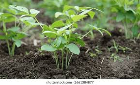 Image result for Vigna unguiculata