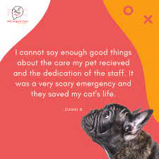 Veterinary surgeon in wesley chapel, florida. Pet Urgent Care Of Wesley Chapel We Are So Happy To Help Thank You For Your Kind Review And Sharing Your Experience Facebook