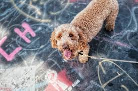 Learn how to trim and shave their feet and do a teddy bear head on your maltipoo. Curly Haired Dog Grooming Tips For Rain And Mud