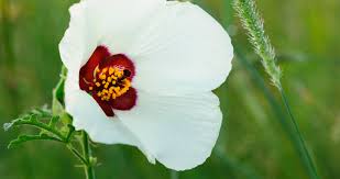 Image result for Hibiscus engleri