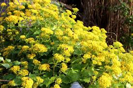 Image result for Delairea odorata