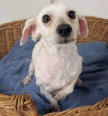 The miniature poodle is slightly more recent. Personable Mini Poodle Jenson Would Love To Meet You Daily News