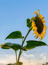 Play streaming watch and download melukis kolase bunga matahari dengan biji bijian tehnik kolase the. Ketika Bunga Matahari Jadi Inspirasi Lahirnya Inovasi Teknologi Pencahayaan Lifestyle Fimela Com