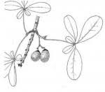 Image result for Vitex doniana