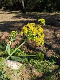 Image result for Fuirena bullifera
