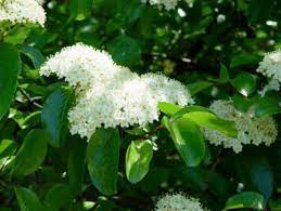 This tree provides enough shade for most people, but takes. 10 Great Small Trees For Houston Small Trees Flower Hedge Shade Flowers