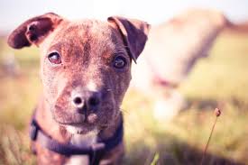 Bulasici Karaciger Enfeksiyonu Hepatitis Contagiosa Canis