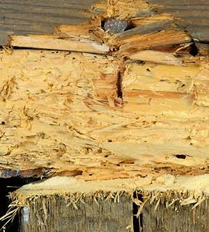 Woodworm treatment | Troon | Elliot Timber Preservation