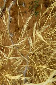 Image result for Aristida meridionalis