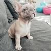 Sep 21, 2020 · the standard french bulldog colors are the only ones allowed to compete in the ring. 3