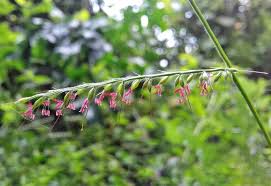 Image result for Oplismenus compositus