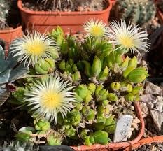 Image result for Synaptolepis alternifolia