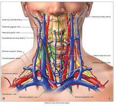 Anatomy Of The Cervical Region Doctor Stock Medical Anatomy Human Anatomy And Physiology Arteries Anatomy