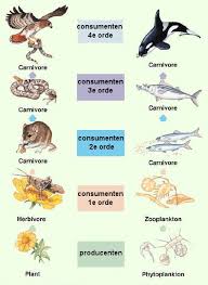 Ecologie Havo 4 Biologie Voor Jou Biologie Ecologie Voedselketen