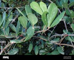 Image result for Rhoicissus digitata