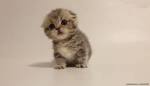 Scottish Fold Kittens for Sale - Adoptapet