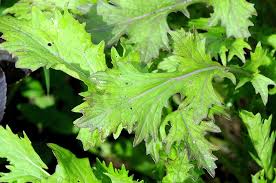 It is ready to harvest about 40 days after seeding. Flowering Arugula Harvest To Table