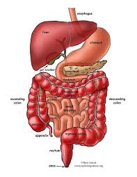 Maybe you would like to learn more about one of these? Digestive System Overview