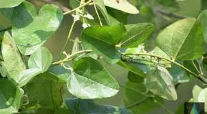 Image result for Cocculus hirsutus