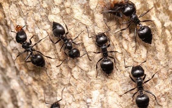 Ant Control