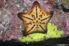 Image result for Nidorella auriculata