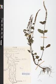 Image result for Platostoma africanum