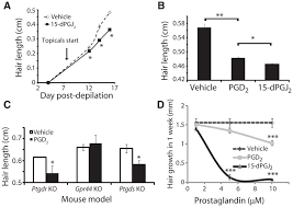 Prostaglandin d 2, calcification, and hair loss even worse than just triggering hair fall, pgd 2 has also been shown to induce calcification (8). Prostaglandin D2 Inhibits Hair Growth And Is Elevated In Bald Scalp Of Men With Androgenetic Alopecia Abstract Europe Pmc