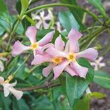 Image result for Trachelospermum