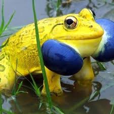 Black And Yellow Frog Australia Indian Bull Frog Frog And Toad Frog Animals Beautiful