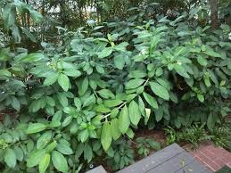 Image result for Tabernaemontana penduliflora