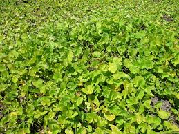 Image result for Centella glabrata