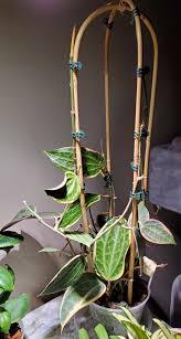 Image result for Carvalhoa macrophylla