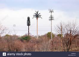 Image result for mobile phone mast disguised as tree