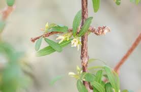 Image result for Cryptolepis cryptolepioides