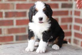 Bernese mountain dog puppies for sale houston texas. Top 6 Bernedoodle Breeders In Texas The Dogs Journal