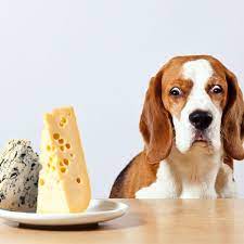 Can Dogs Eat Cheese How About Other Dairy Products Dogster Dog Food Recipes Food Dogs Cant Eat Can Dogs Eat