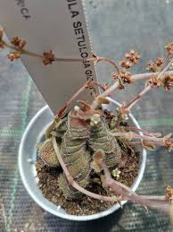 Image result for Crassula setulosa