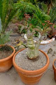 Image result for Cyphostemma zombense