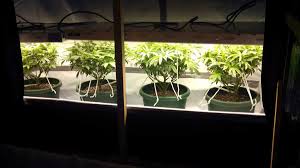 This dimension shows that it is not that heavy and very portable when compared to other wide and. How Many Plants To Maximize Grow Space Grow Weed Easy