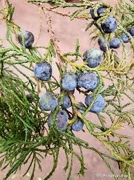 Image result for Juniperus procera