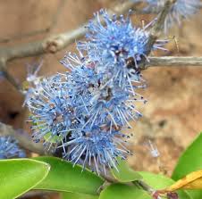 Image result for Memecylon myrianthum