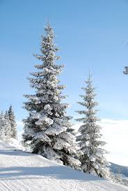 See more ideas about outdoor christmas, christmas, winter christmas. Top Outdoor Christmas Tree Decorations Christmas Celebration All About Christmas