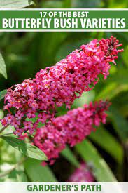 Maybe you would like to learn more about one of these? 17 Of The Best Butterfly Bush Varieties Gardener S Path